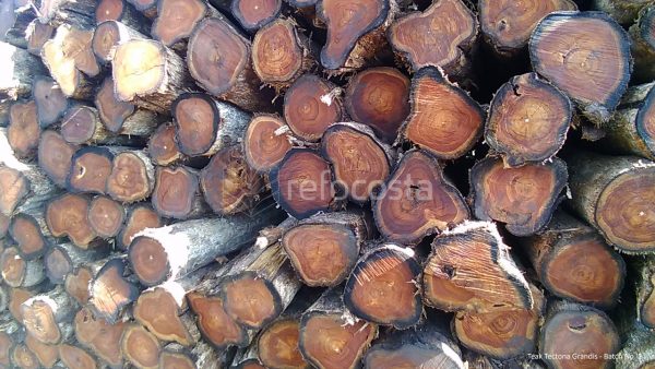 Lote de madera Teca