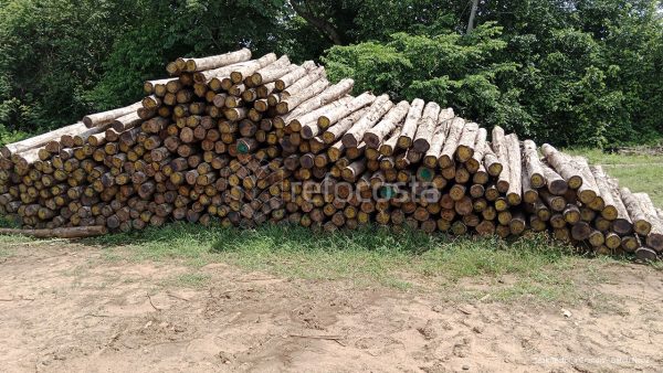 Lote de madera Teca
